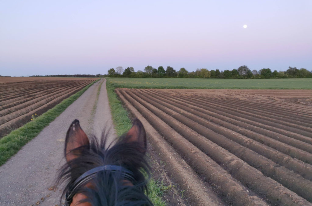 Reiten in der Natur – für Reitstreifen statt Blühstreifen