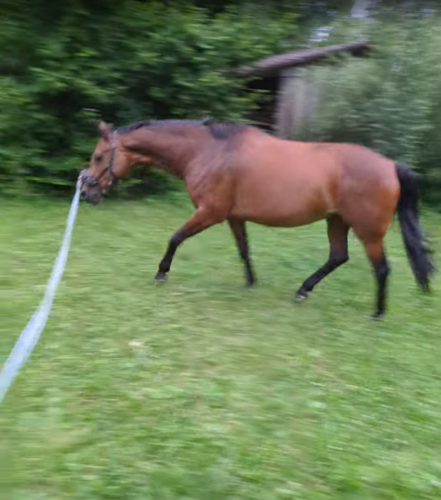 Longieren mit Kappzaum auf der Wiese