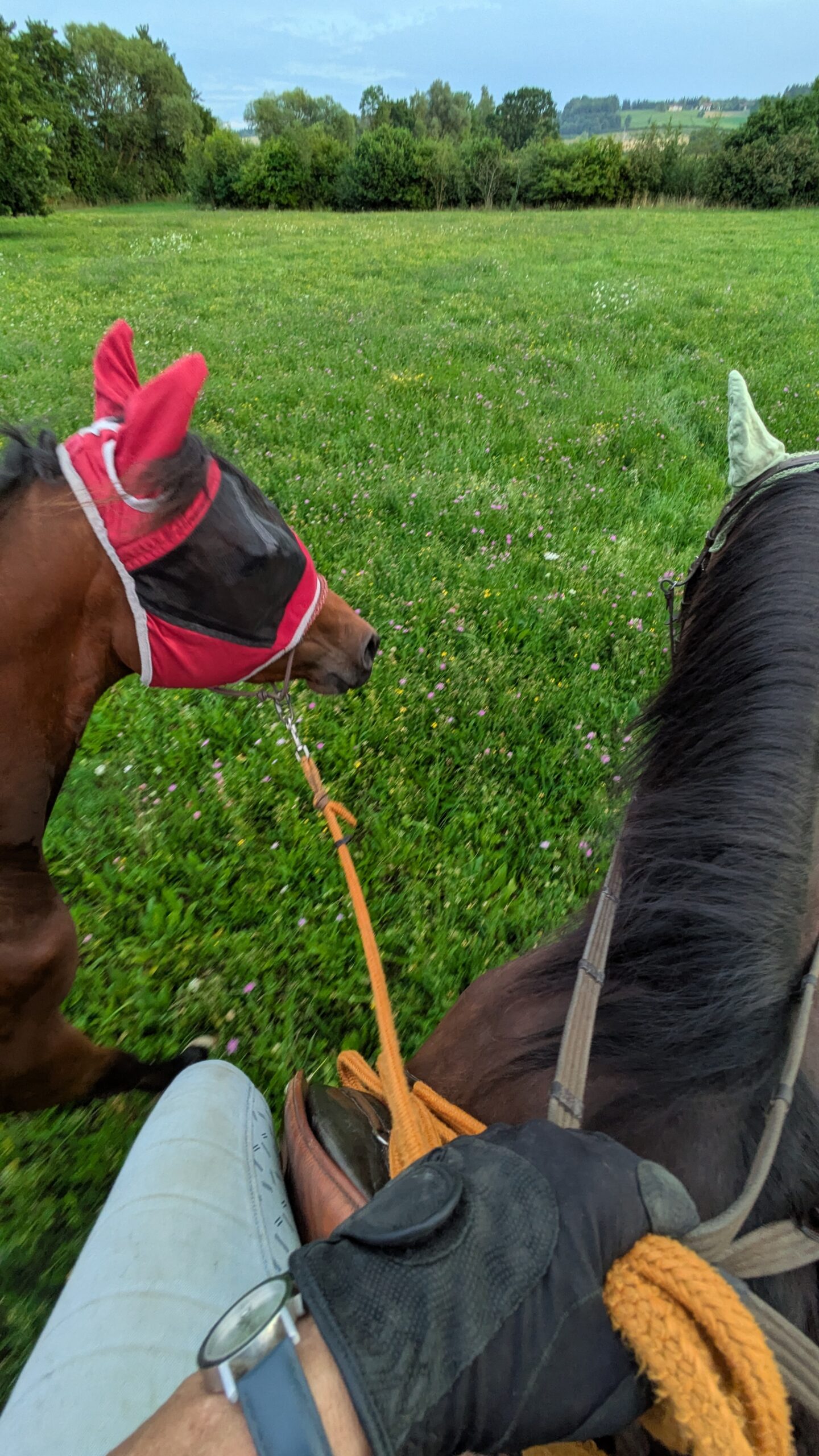 Basistraining und anreiten