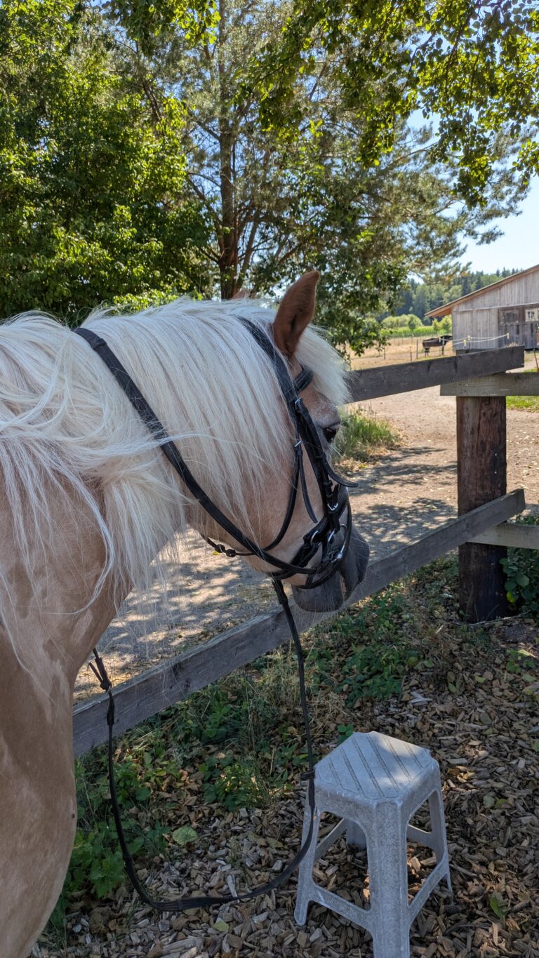 mobiler Beritt von Turnier und Freizeitpferden