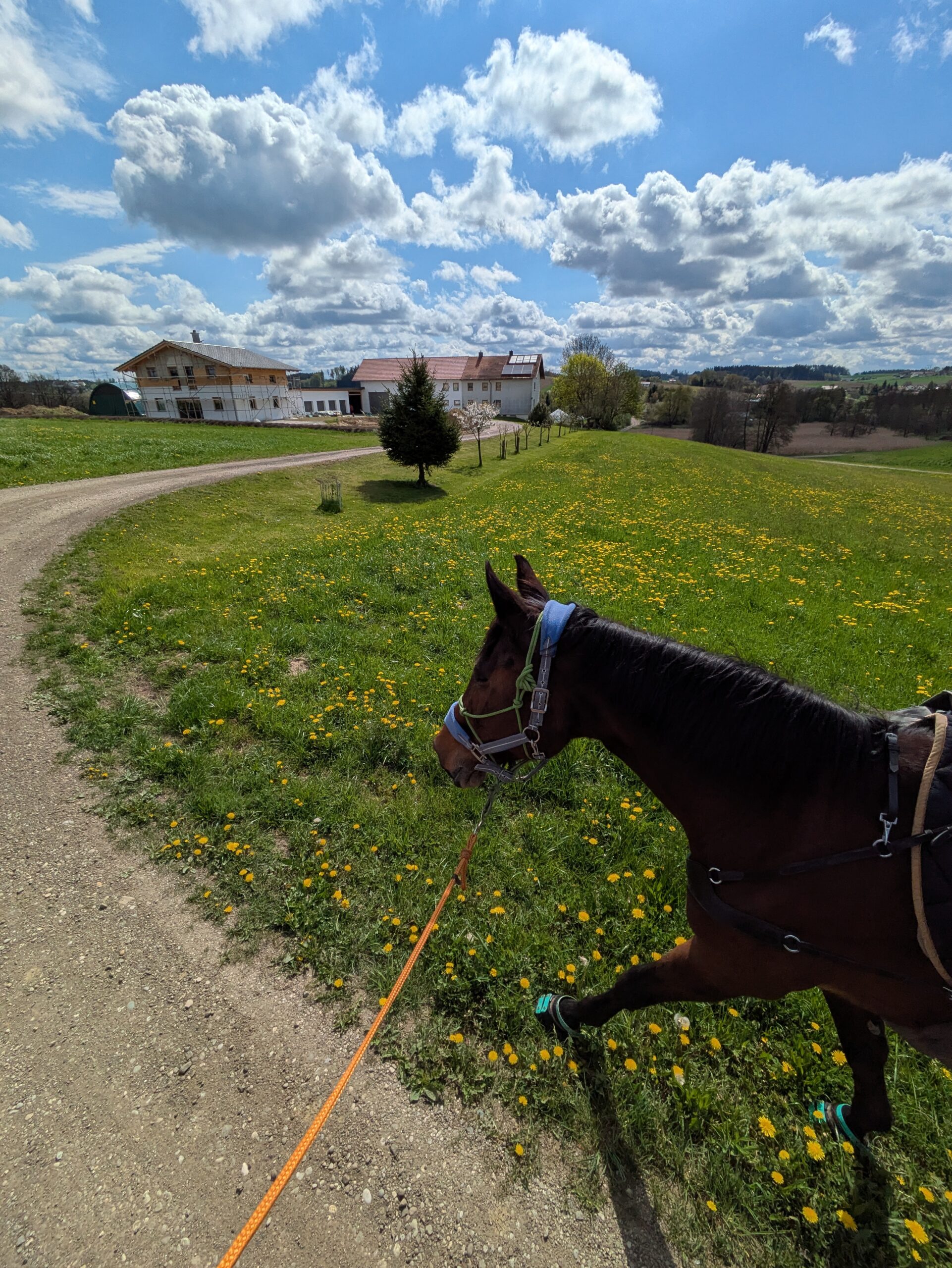 Wanderreiten und Organisation von Wanderritten